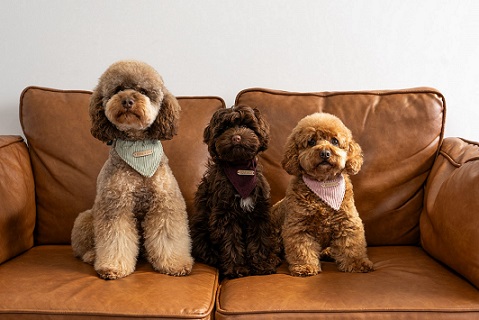 Sunny Fields Theodores