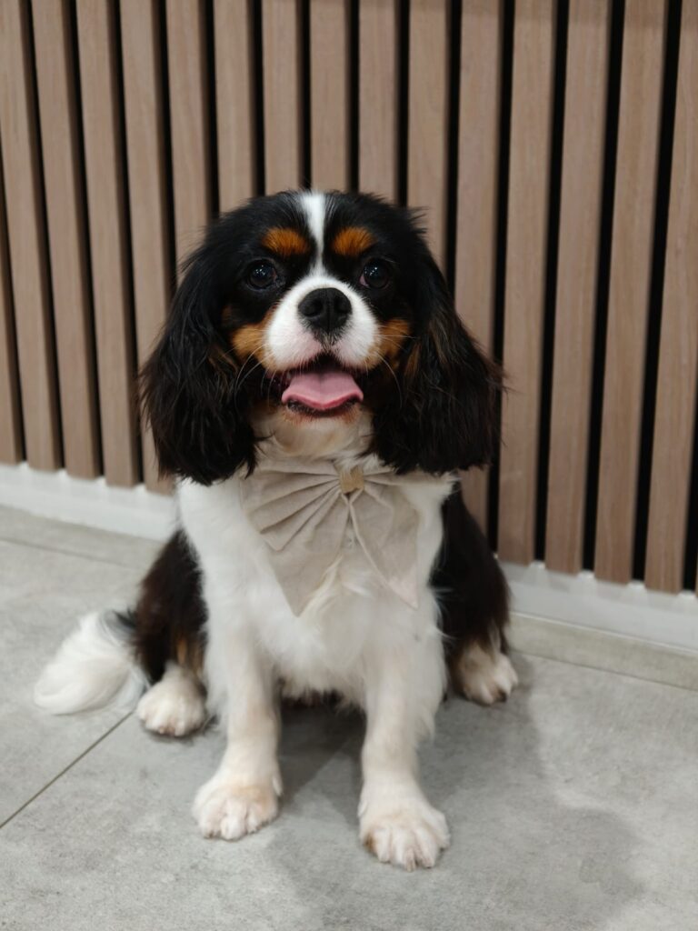 WhatsApp Image 2025-12-13 at 2.55.55 PM