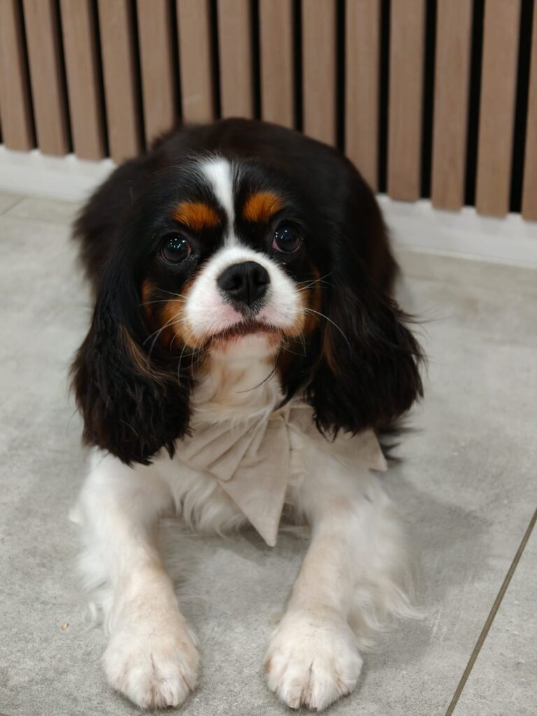 WhatsApp Image 2025-12-13 at 2.55.56 PM (1)