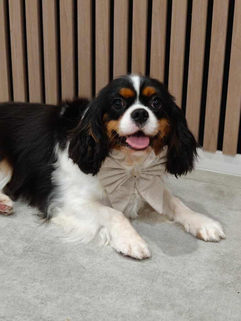 WhatsApp Image 2025-12-13 at 2.55.56 PM