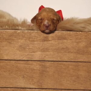 Wren - Liver Red Female Theodore (Reserved)