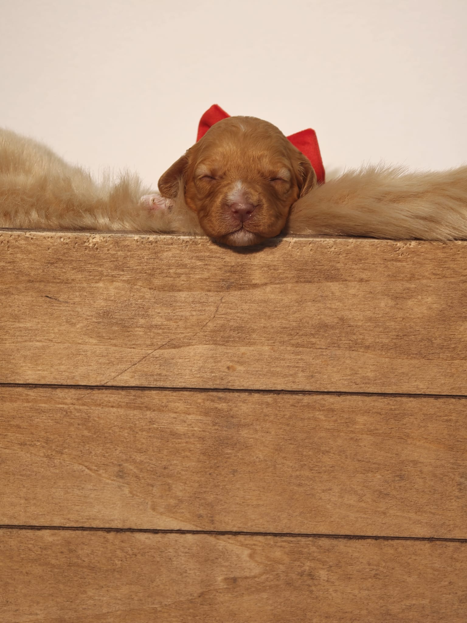 Wren - Liver Red Female Theodore (Reserved)