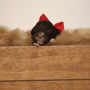 Ember - Chocolate Female Theodore (Reserved)