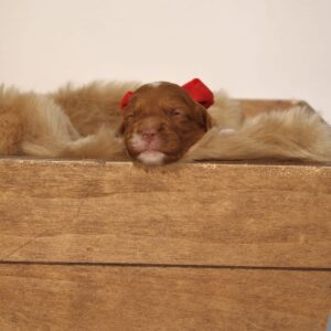 Blossom - Liver Red Female Theodore (Reserved)