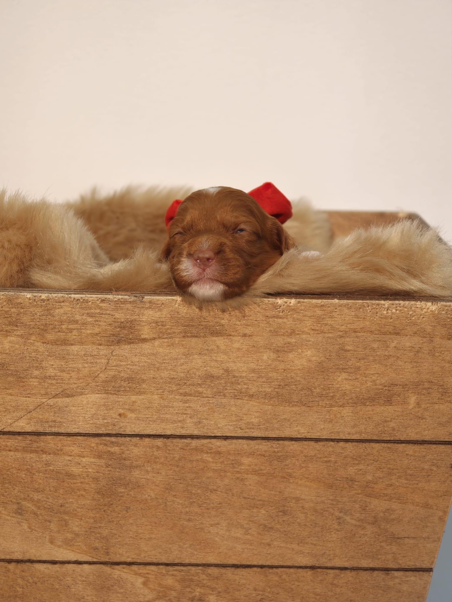 Blossom - Liver Red Female Theodore (Reserved)