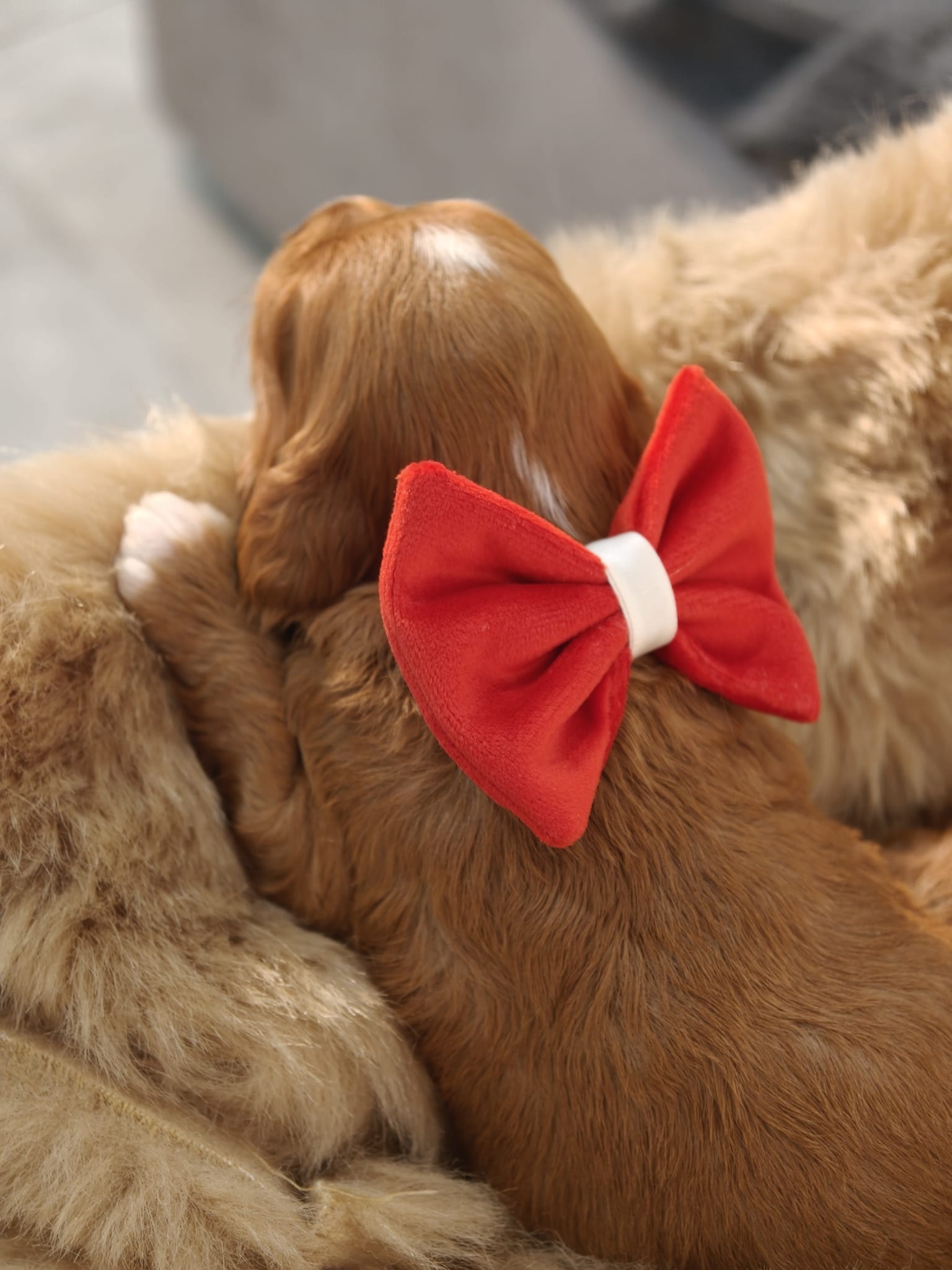 Blossom - Liver Red Female Theodore (Reserved) - Image 2