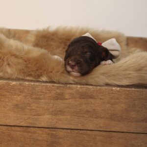 River - Chocolate Phantom Male Theodore