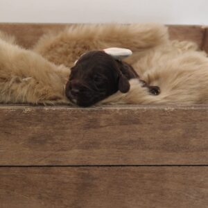 Oak - Chocolate Male Theodore (Reserved)