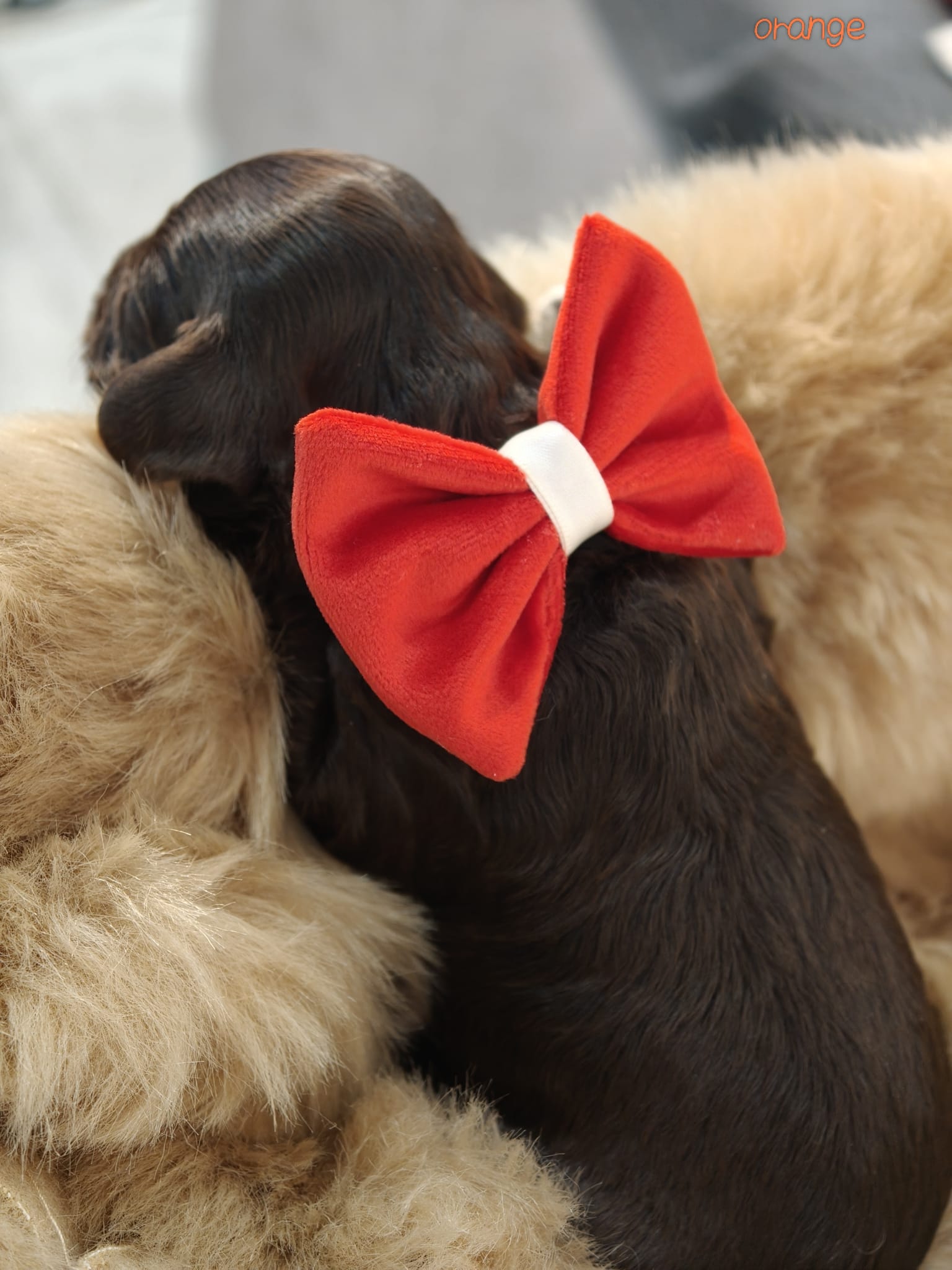 Sage - Chocolate Female Theodore (Reserved) - Image 2