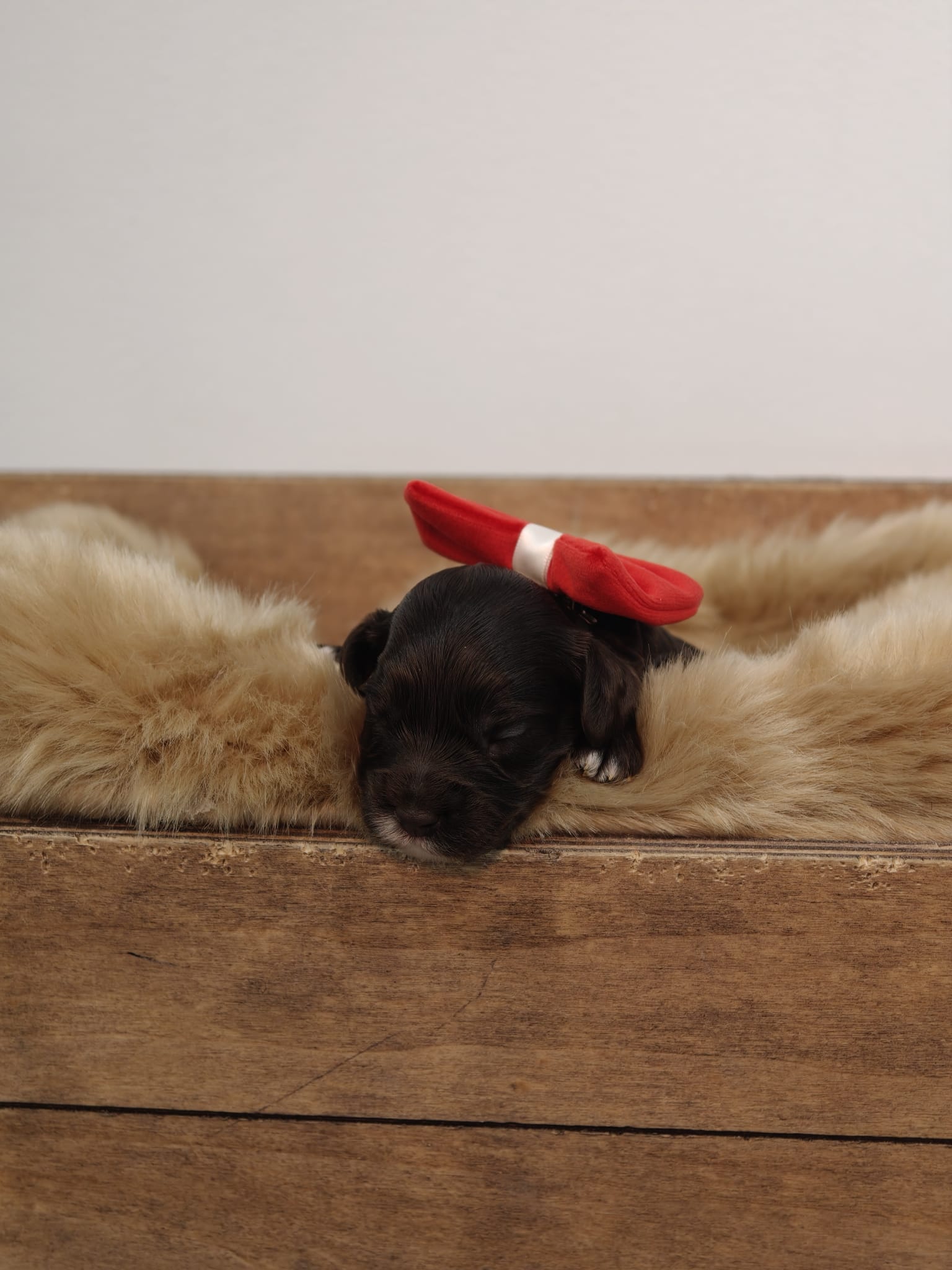 Sage - Chocolate Female Theodore (Reserved)